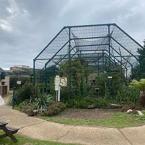 Black-capped capuchin exhibit 130923