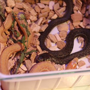 Lake Chapala Garter Snake