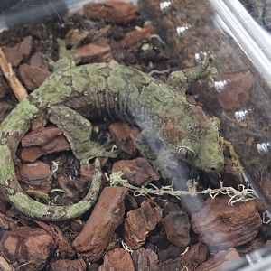 Short-snouted Mossy Gecko