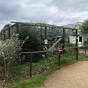 Northern raccoon exhibit 130923