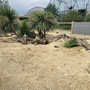 Meerkat exhibit 130923