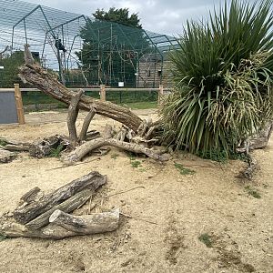 Meerkat exhibit 130923