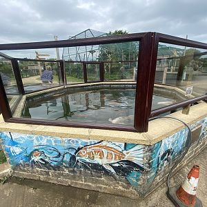 Koi carp pond 130923