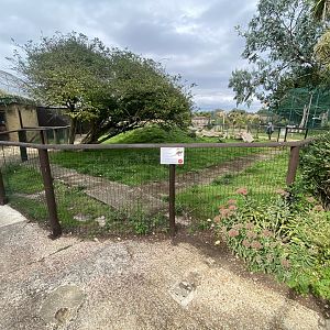 Red-necked wallaby exhibit 130923