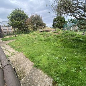 Red-necked wallaby exhibit 130923