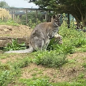 Red-necked wallaby 130923