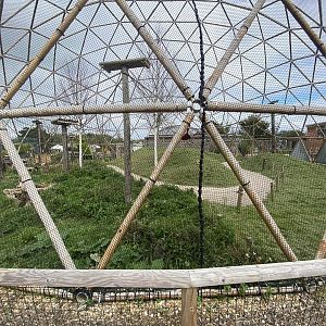 Larger lemur dome 130923