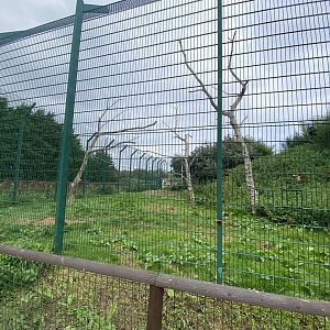 Southeast African lion enclosure no.1 130923
