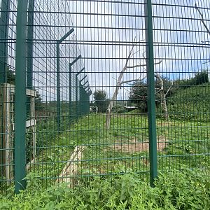 Southeast African lion enclosure no.1 130923