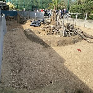 Meerkat enclosure no.2 130923