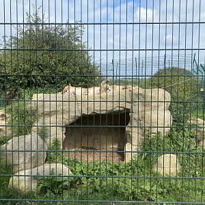 Southeast African lion enclosure no.2 130923