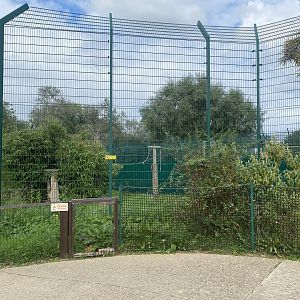 Serval enclosure 130923