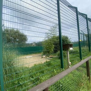 Serval enclosure 130923