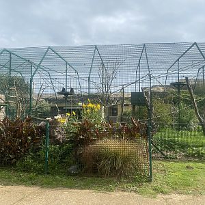 Black-headed spider monkey enclosure 130923
