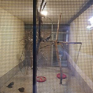 Natuurhulpcentrum Opglabbeek pigeons