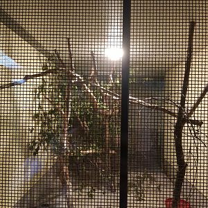 Natuurhulpcentrum Opglabbeek Common kestrels