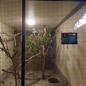 Natuurhulpcentrum Opglabbeek Barn owl