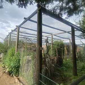 Grivet enclosure 130923