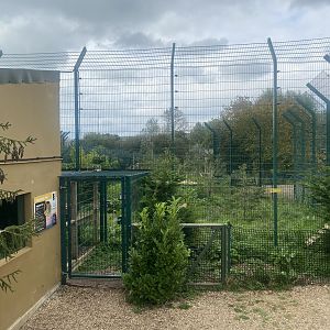 Northern lynx enclosure 130923