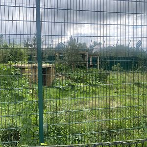 Northern lynx enclosure 130923