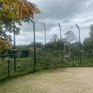 Northern lynx enclosure 130923