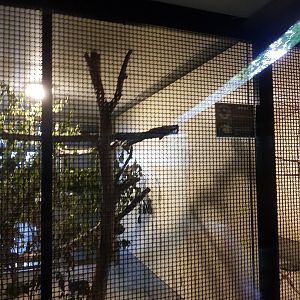 Natuurhulpcentrum Opglabbeek Eurasian sparrowhawk