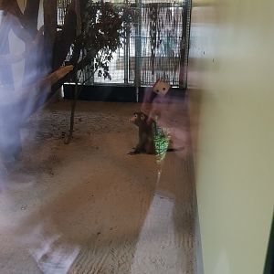 Natuurhulpcentrum Opglabbeek crab eating macaque