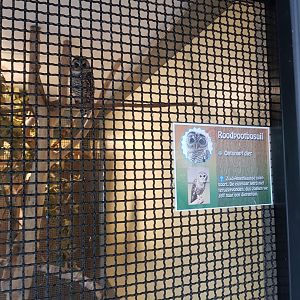 Natuurhulpcentrum Opglabbeek Rufous-legged owl