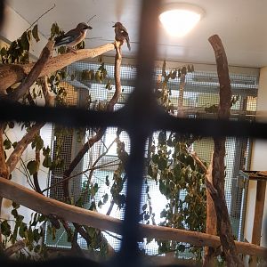 Natuurhulpcentrum Opglabbeek Eurasian jay