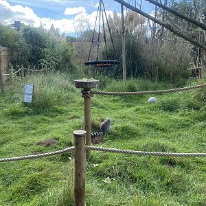 Ring-tailed lemur walkthrough 140923