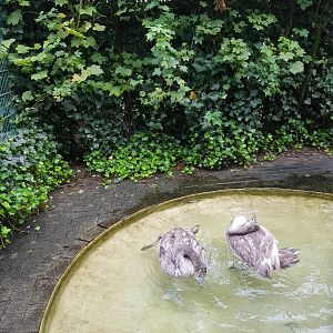 Natuurhulpcentrum Opglabbeek Mute swan juveniles