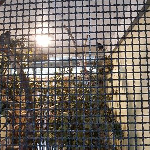 Natuurhulpcentrum Opglabbeek Common blackbird