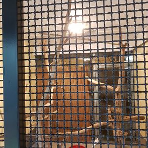 Natuurhulpcentrum Opglabbeek Doves