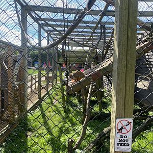 Mixed Squirrel monkey enclosure 140923