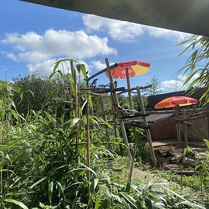 Open top Blue and yellow macaw enclosure 140923