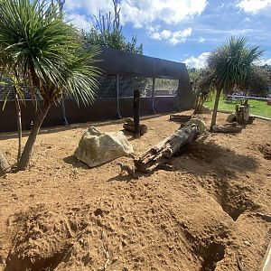 Meerkat enclosure 140923