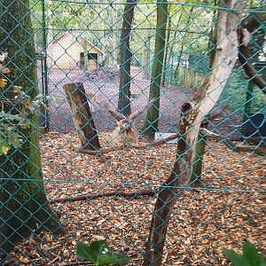 Natuurhulpcentrum Opglabbeek exotic aviary