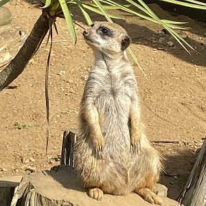 Meerkat 140923