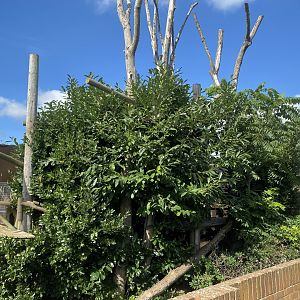 Nepalese red panda enclosure 140923