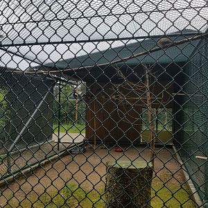 Natuurhulpcentrum Opglabbeek pigeon aviary