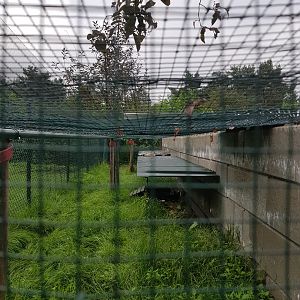 Natuurhulpcentrum Opglabbeek storm bird/ seagull aviary