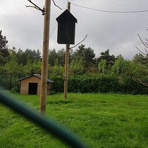 Natuurhulpcentrum Opglabbeek Golden eagle aviary