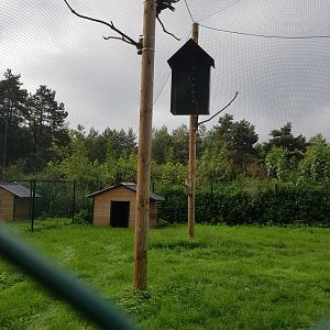 Natuurhulpcentrum Opglabbeek Golden eagle aviary
