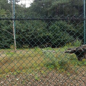 Natuurhulpcentrum Opglabbeek Largest aviary and final step before release