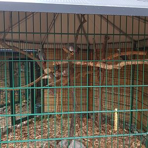 Natuurhulpcentrum Opglabbeek Grey parrot