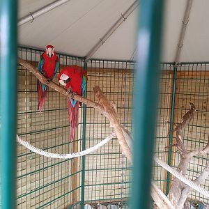 Natuurhulpcentrum Opglabbeek Scarlet macaw