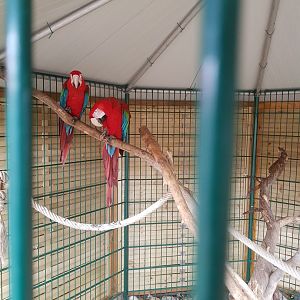 Natuurhulpcentrum Opglabbeek Scarlet macaw