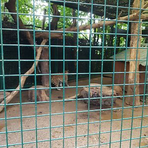 Natuurhulpcentrum Opglabbeek leopards