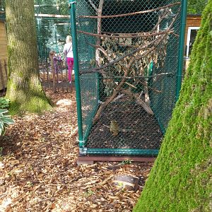 Natuurhulpcentrum Opglabbeek Squirrel monkeys