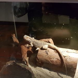 Natuurhulpcentrum Opglabbeek Central bearded dragon